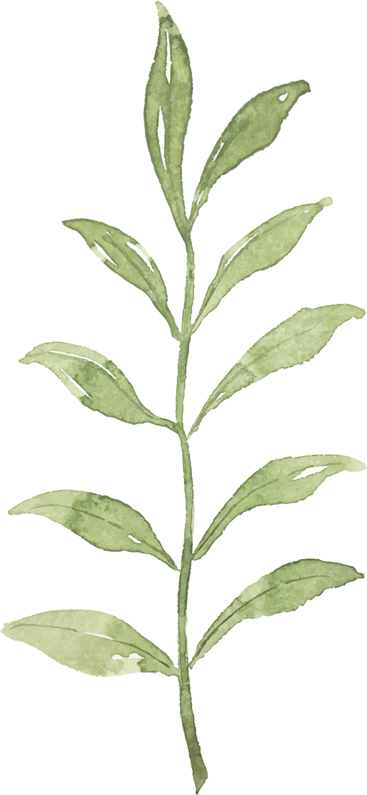 Watercolor Plant  Illustration
