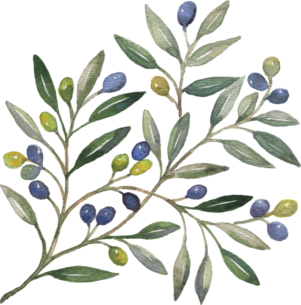 Olive plants watercolor